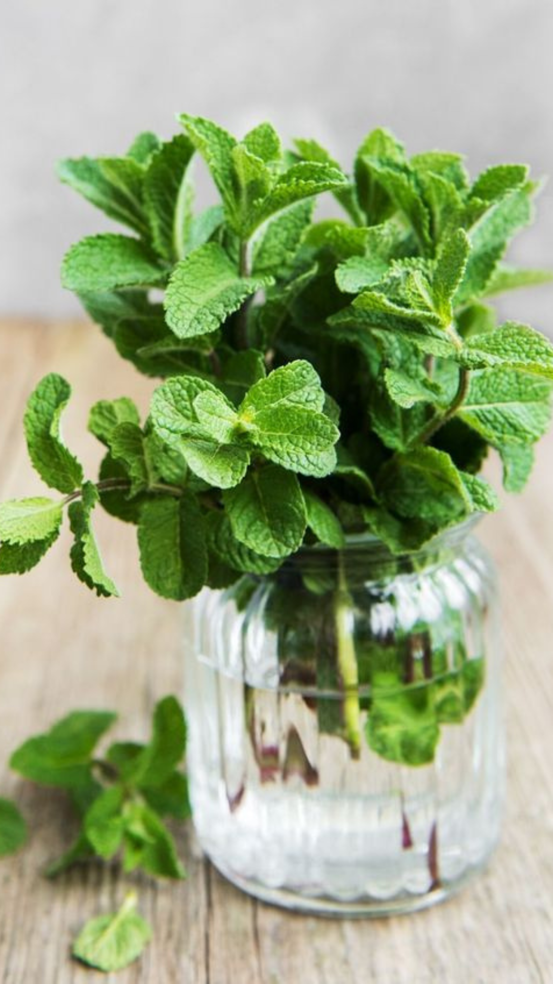 Jar of mint for a mint mojito Easy May Cocktail Recipe